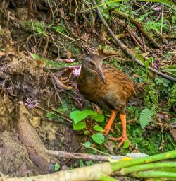 Weka at Porarari river, Paparoa National Park West Coast New Zealand