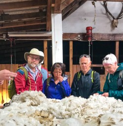 Wool at Mt Nicholas station