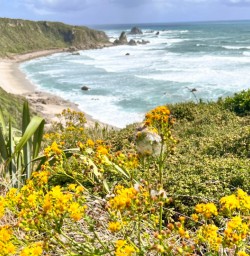 12. Cape Foulwind