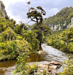 12. Pororari River Jurasic