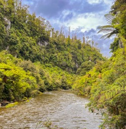 12. Pororari River forest