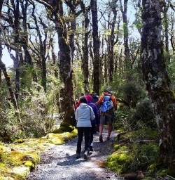 Hiking Paparoa National Park