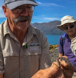 Chris showing Wetas at Mou Waho Island, Wanaka Otago New Zealand