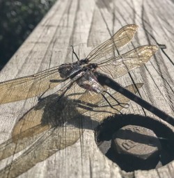 Dragonfly at Franz Josef Glacier, West Coast New Zealand