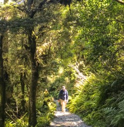 Hiking through forest on Routeburn Track