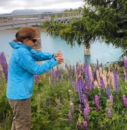 Lupins at Lake Tekapo, Canterbury New Zealand