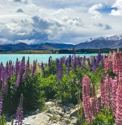 Purple and pink lupins Tekapo