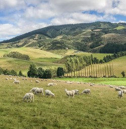 Sheeps at Canterbury New Zealand