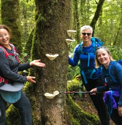 South Island fungi