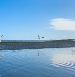Swans at Okarito Lagoon, West Coast New Zealand