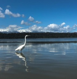 White Swan at Okarito Lagoon, West Coast New Zealand
