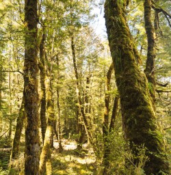 14 Beach forest views on Kepler Track