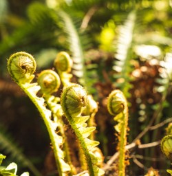 14 Close up Silver Fern spiral copy