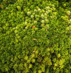 14 Close up moss growth on Kepler Track