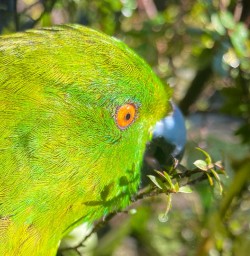 Green parrot