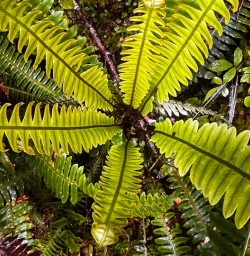 Hike the Kepler Track 18 November 2024 7