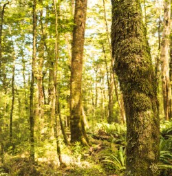 14 Kepler Track Greenery