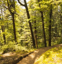 14 Kepler Track beach forest beauty