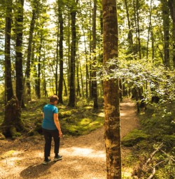 14 Kepler Track beach forest walk