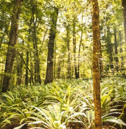 14 Kepler Track forest sunshine copy