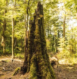 14 Kepler Track forests