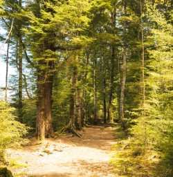 14 Kepler track beach forest