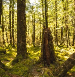 14 Old forest moss Kepler Track