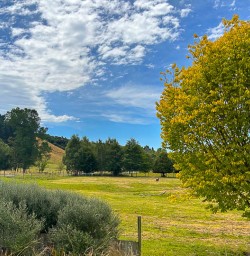 Summer in New Zealand 