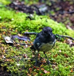 South Island Robin Kepler Track