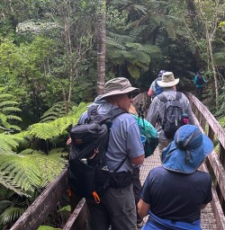 140125 Group hiking on bridge in Waiomu Kauri Grove