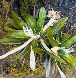 140125 Native plants Tongariro National Park2