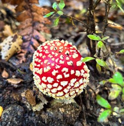 Mushrooms in New Zealand