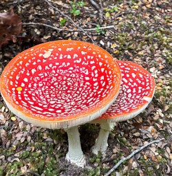 Mushrooms 