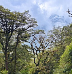 Routeburn Track hiking tour 