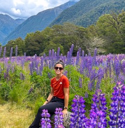 Lupines in South Island of New Zealand 