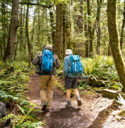 1. Guests walking through beech forest