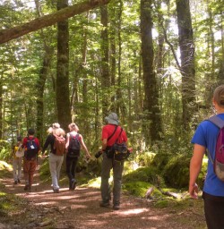 1. Beech forest Kepler Track