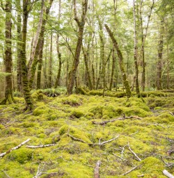 1. Beech forest moss and greenery