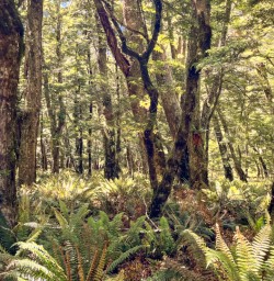 1. Beech forest on the Routeburn Track