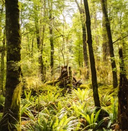 1. Beech forest sunlight Kepler Track