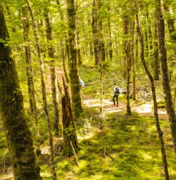 1. Green beech forest