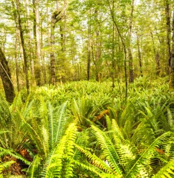 1. Green ferns on Kepler Track