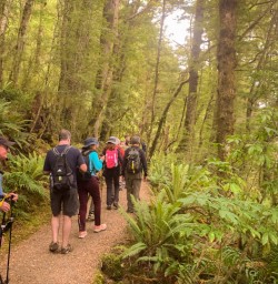 1. Guests on Kepler Track beech forest