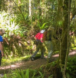 1. Hiking through native bush Kepler Track