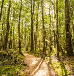 1. Kepler Track beech forest track