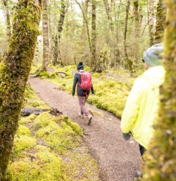 1. Kepler beech forest greenery