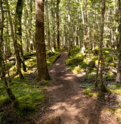 1. Kepler beech forest winding track