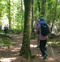 1. Kepler beech forest