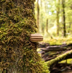 1. Kepler fungi