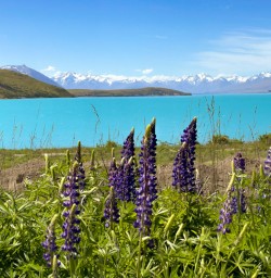 1. Lake Tekapo Lupins